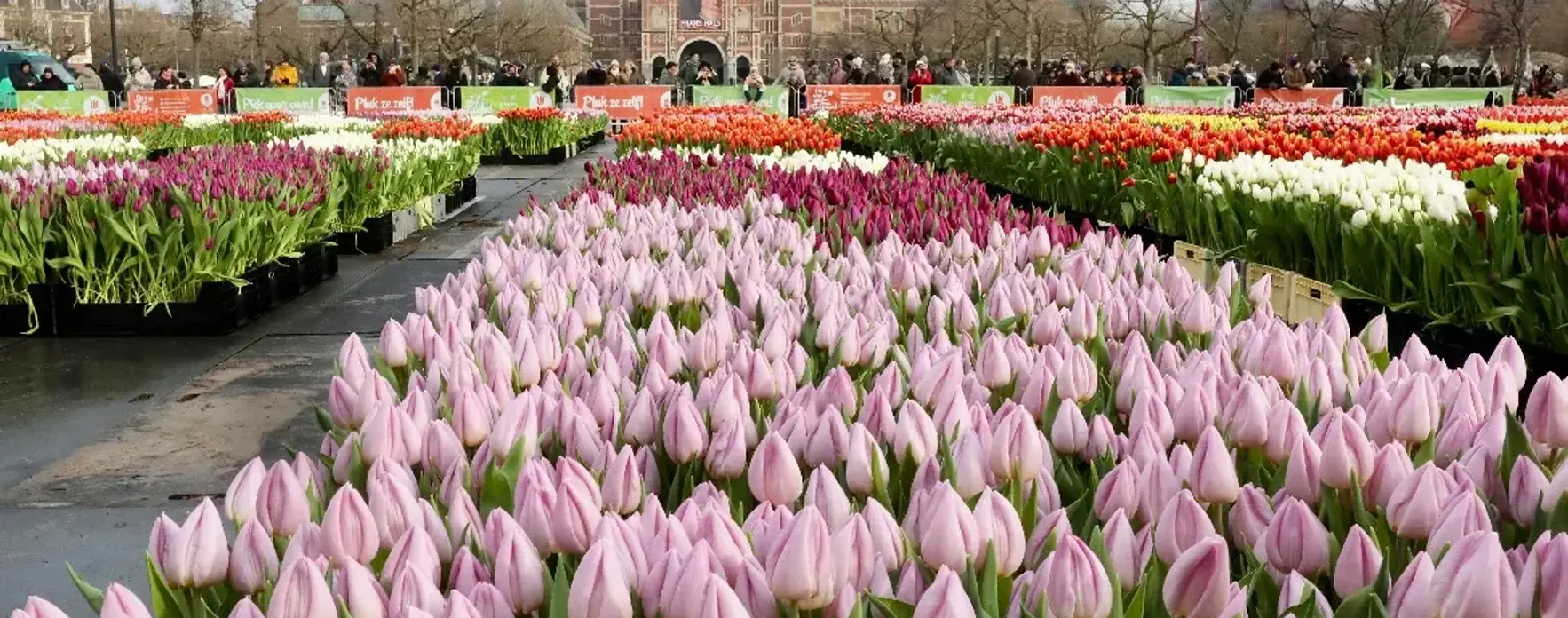 National Tulip Day Holland